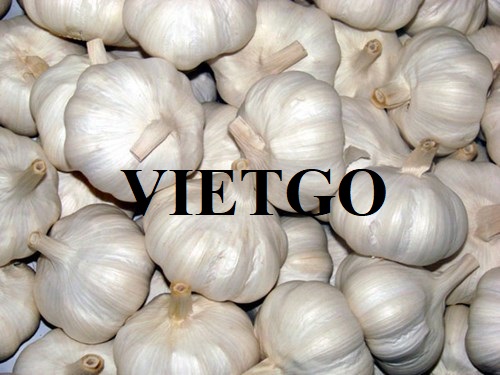 Opportunity to export white garlic to the UK
