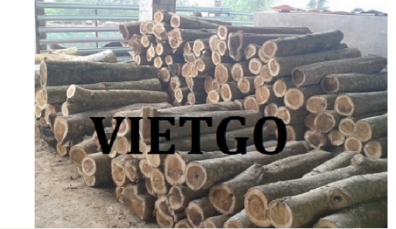 Cơ hội xuất khẩu thường xuyên gỗ keo tròn sang thị trường Ả Rập Xê Út