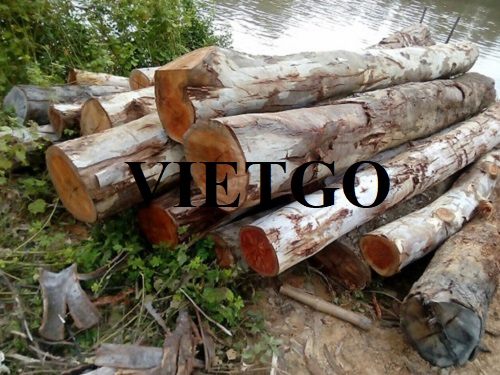 Opportunities to regularly export eucalyptus logs to the Saudi Arabian market