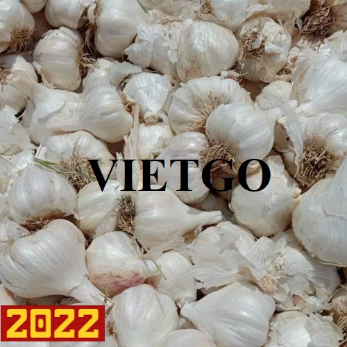 The urgent need to find a supplier for exporting white garlic to the Pakistan market