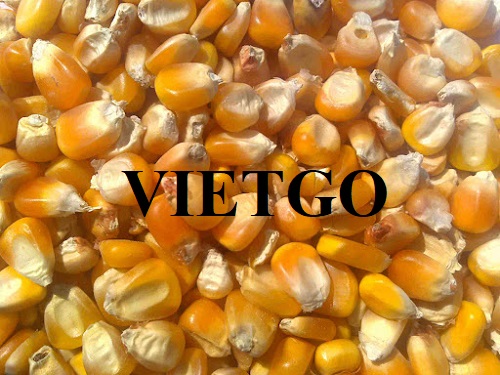 Export deal of yellow corn to the Philippines market