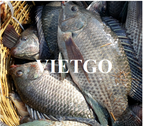 Opportunity to export frozen tilapia products to the Italian market