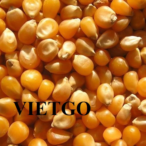 Opportunity to export yellow corns to the Jordan market