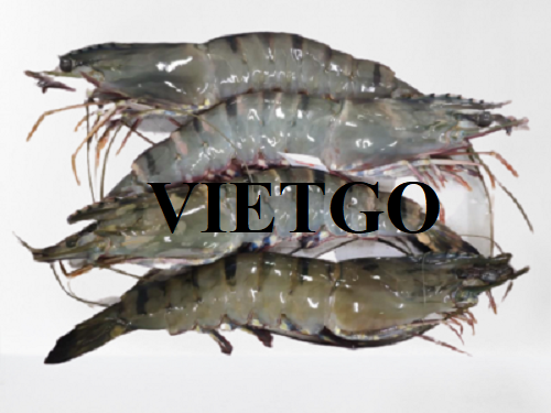Trade opportunities to export black tiger shrimp weekly to the US market