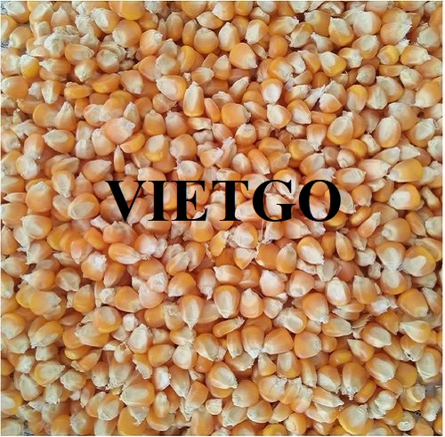 Opportunity to cooperate with Canadian customer to export yellow corn