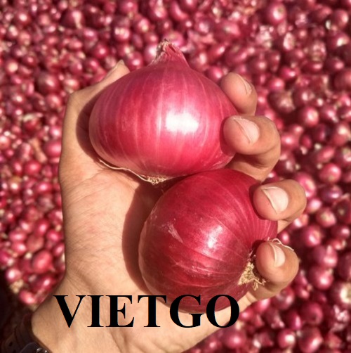 Opportunity to cooperate with an enterprise in Saudi Arabia for red onion export orders