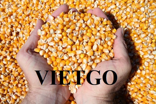Opportunity to cooperate with Bangladeshi customer for yellow corn products