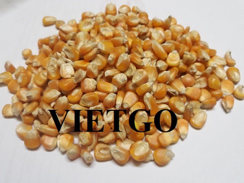 Opportunity to cooperate with a Chinese customer for yellow corn product