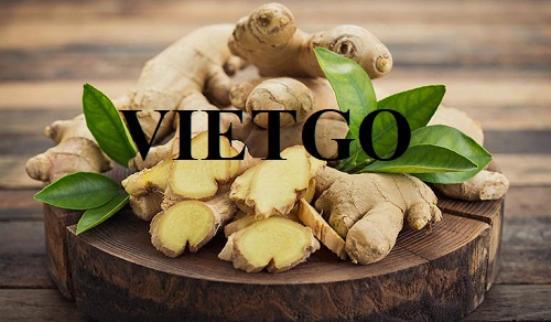 Opportunity to export fresh ginger to the UAE market