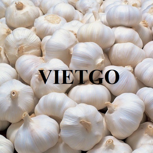Opportunity to become the supplier of the white garlic order to export to the Romanian market