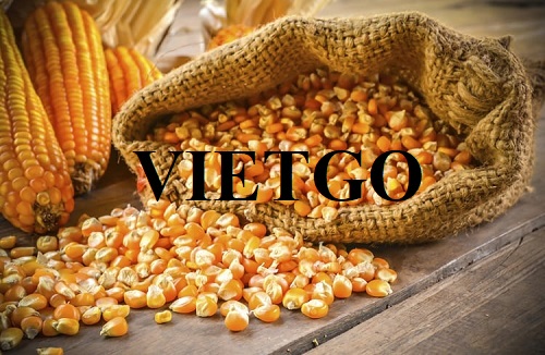 Opportunity to export yellow corn to the Oman market
