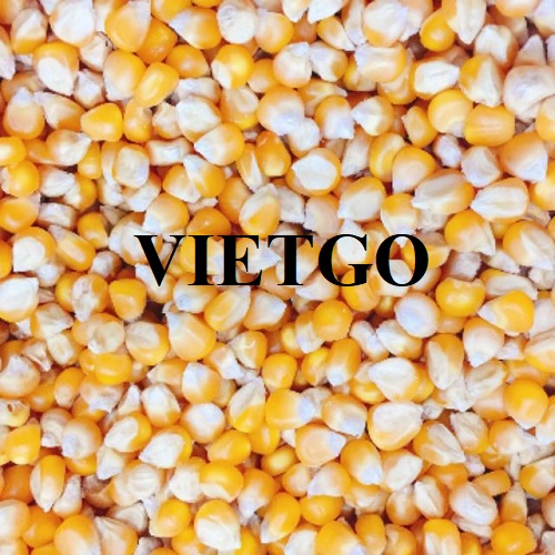 Opportunity to export corn kernels to the Qatari market