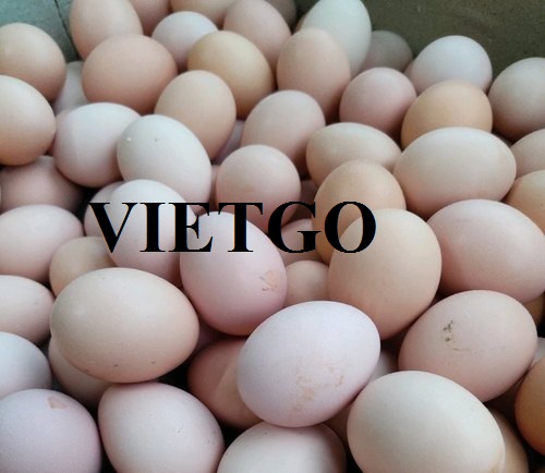 Opportunity to cooperate with a company in Canada for an egg order