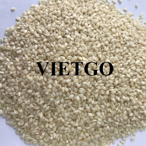 Opportunity to export sesame seeds to the Egyptian market