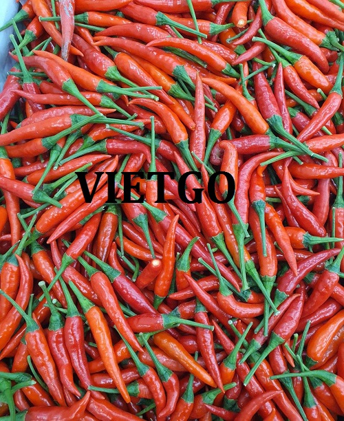 Commercial affair to export chili for an international enterprise with an office in Vietnam