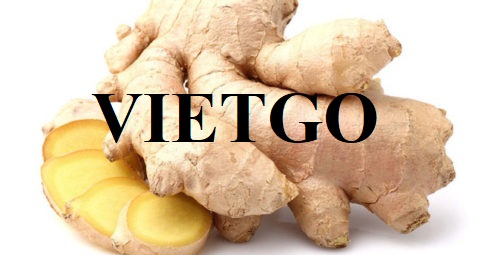 Opportunity to cooperate with a business in Egypt for the export order of ginger