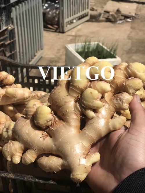 Opportunity to supply fresh ginger for a group in Qatar