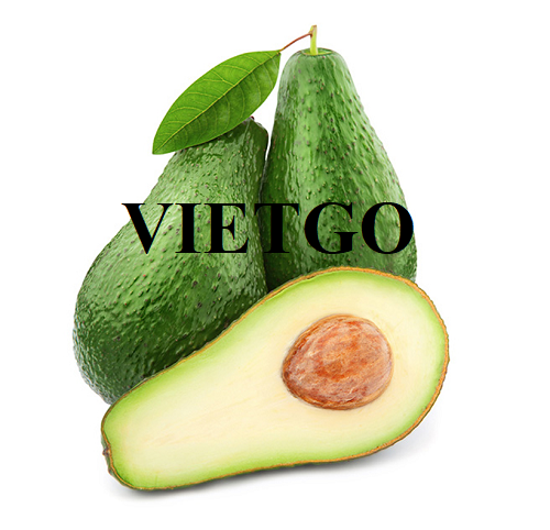 Opportunity to cooperate with a Chinese enterprise for large quantities of fresh avocado export order