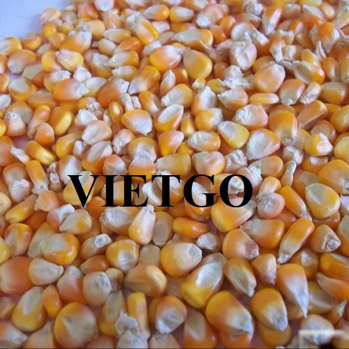 Opportunity to export yellow corn annually to the Chinese market