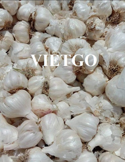 Opportunity to export white garlic in large quantities to the Dubai market