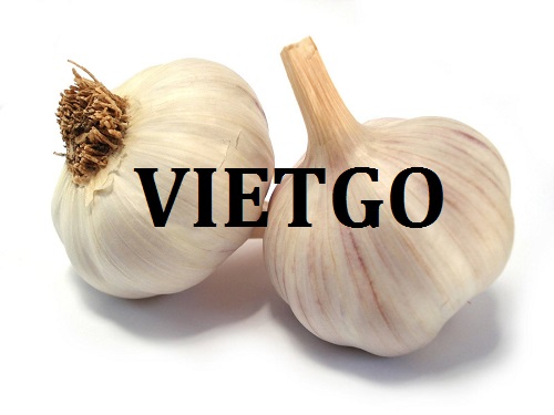 Opportunity to export white garlic to Dubai market