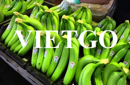 Opportunity to export weekly fresh bananas to the Dubai market