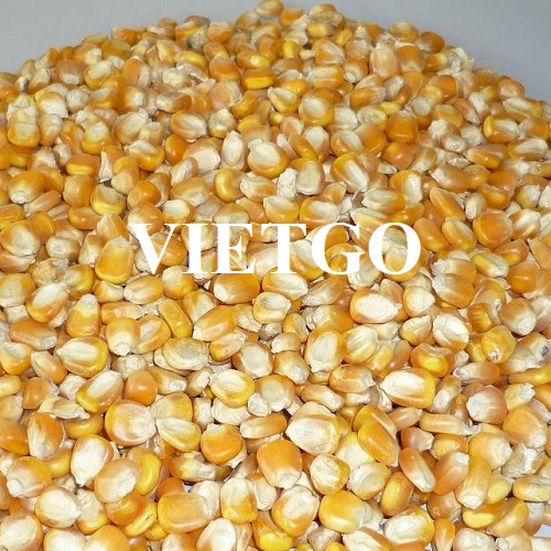 Opportunity to export corn for one year to the Iranian market