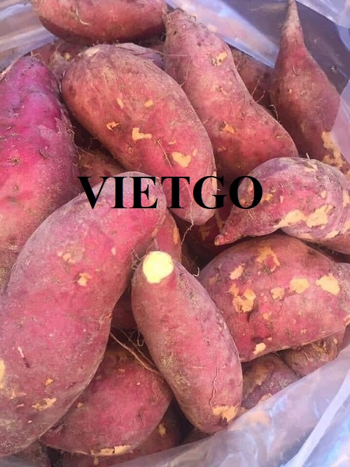 Opportunity to cooperate with the customer from UAE for sweet potato import orders