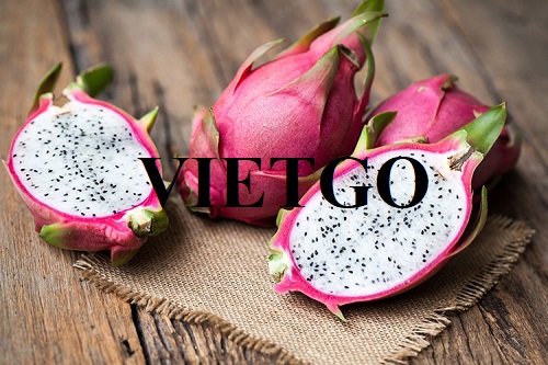 The deal to export fresh dragon fruits to the Chinese market