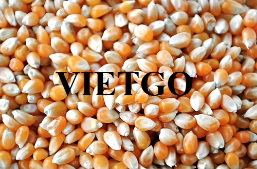 Opportunity to cooperate with a Turkish customer for yellow corn products