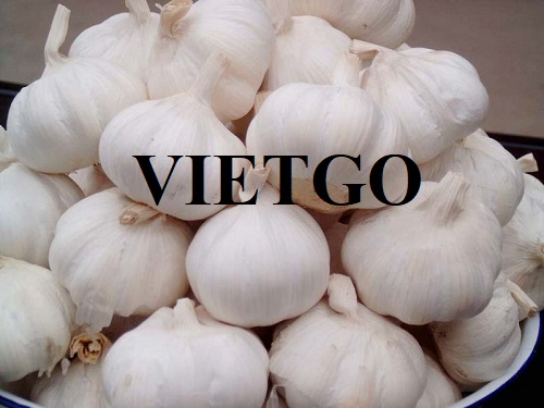 Commercial affair to export white garlic to the Greek market