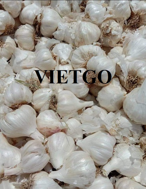 Opportunity to export 1-3 40ft containers of garlic per week to the Dubai market