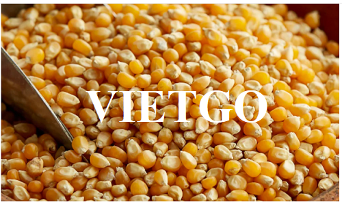 Cooperation deal with a business in Canada for yellow corn products