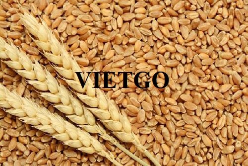 Opportunity to cooperate with a business in Egypt for export orders of wheat and wheat flour