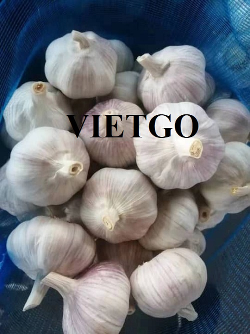 Opportunity to cooperate with a UAE trader for an order to export white garlic
