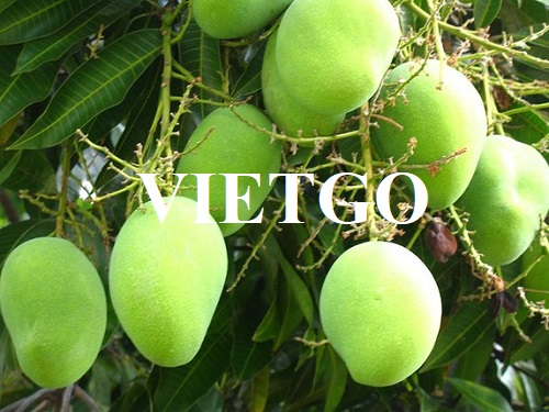 Opportunity to cooperate with a Vietnamese customer for an order to export fresh mangoes to the Japanese market