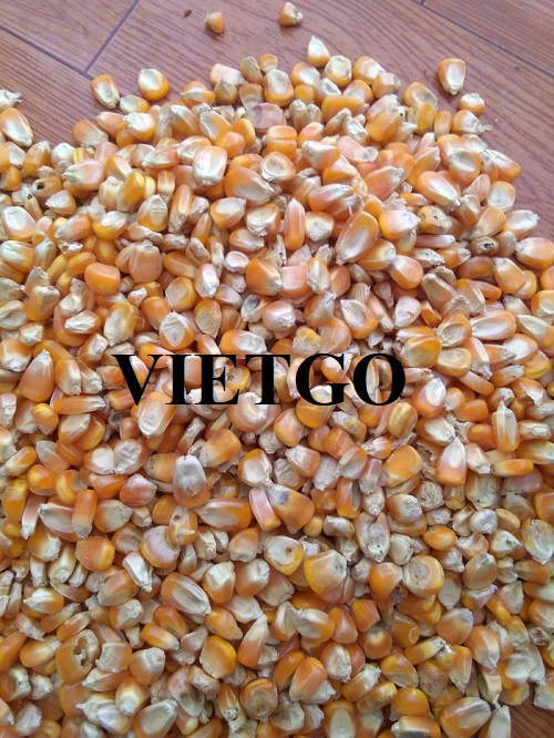 Opportunity to cooperate with the trader from the Philippines for the export order of yellow corn