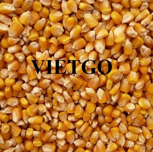 Opportunity to supply yellow corn to the Egyptian market