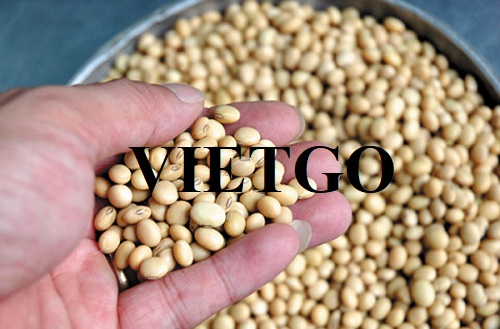 Opportunity to cooperate with an Egyptian customer for soybean import order