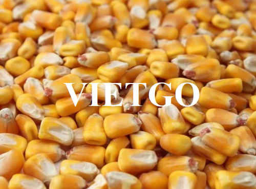 Opportunity to cooperate to export monthly yellow corn to the Malaysian market