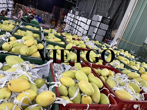 Opportunity to cooperate with a large enterprise in UAE for export orders of mangoes