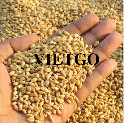 Cơ hội hợp tác với doanh nghiệp Oman cho đơn hàng xuất khẩu lúa mì