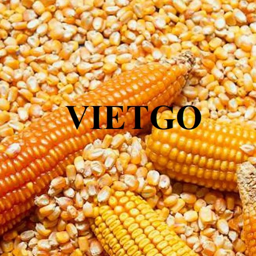 The opportunity to cooperate in exporting yellow corn to the Chinese market