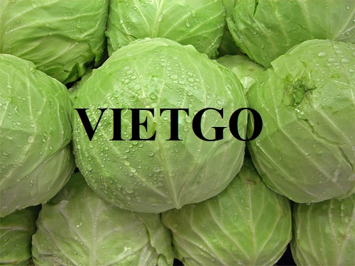 The opportunity to become an export partner with a business in Morocco for cabbage