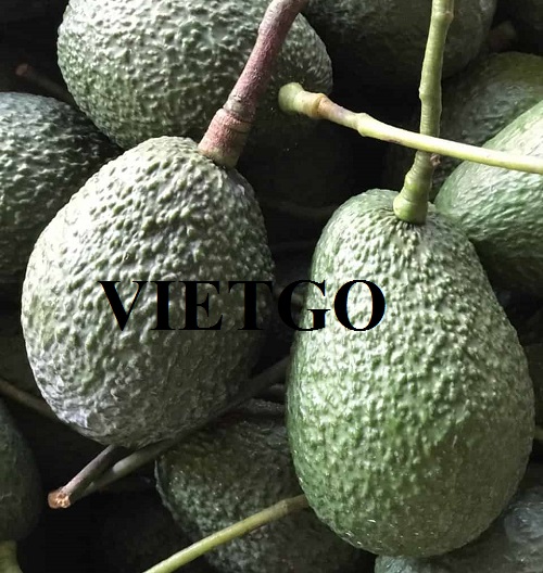 Commercial affair with a Dubai enterprise for the order to export hass avocados