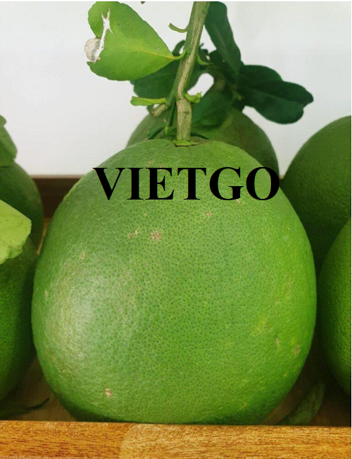 Opportunity to cooperate with a Vietnamese businessman for large quantities of pomelos export orders to Cambodia and Thailand