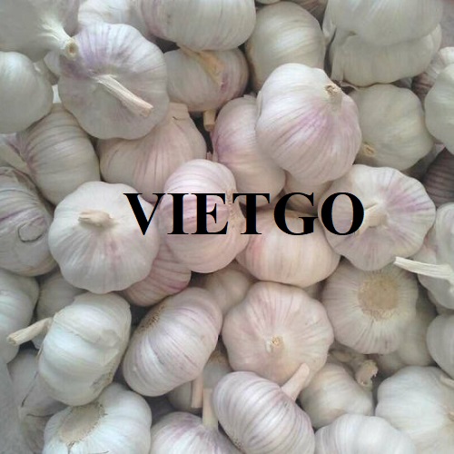 Opportunity to cooperate with an enterprise in India for white garlic export orders