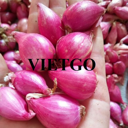 Opportunity to cooperate with a business in the Philippines for red onion export orders