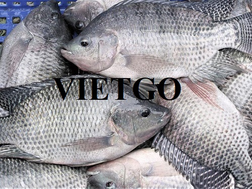 Commercial affair to export tilapia to the French market