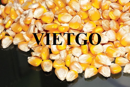 Opportunity to cooperate with an Egyptian enterprise for large quantity export orders of yellow corn